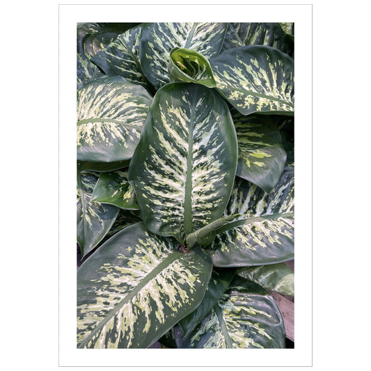 Grønn og frodig Diffenbachia plante som blir en dekorativ poster til veggen din. 