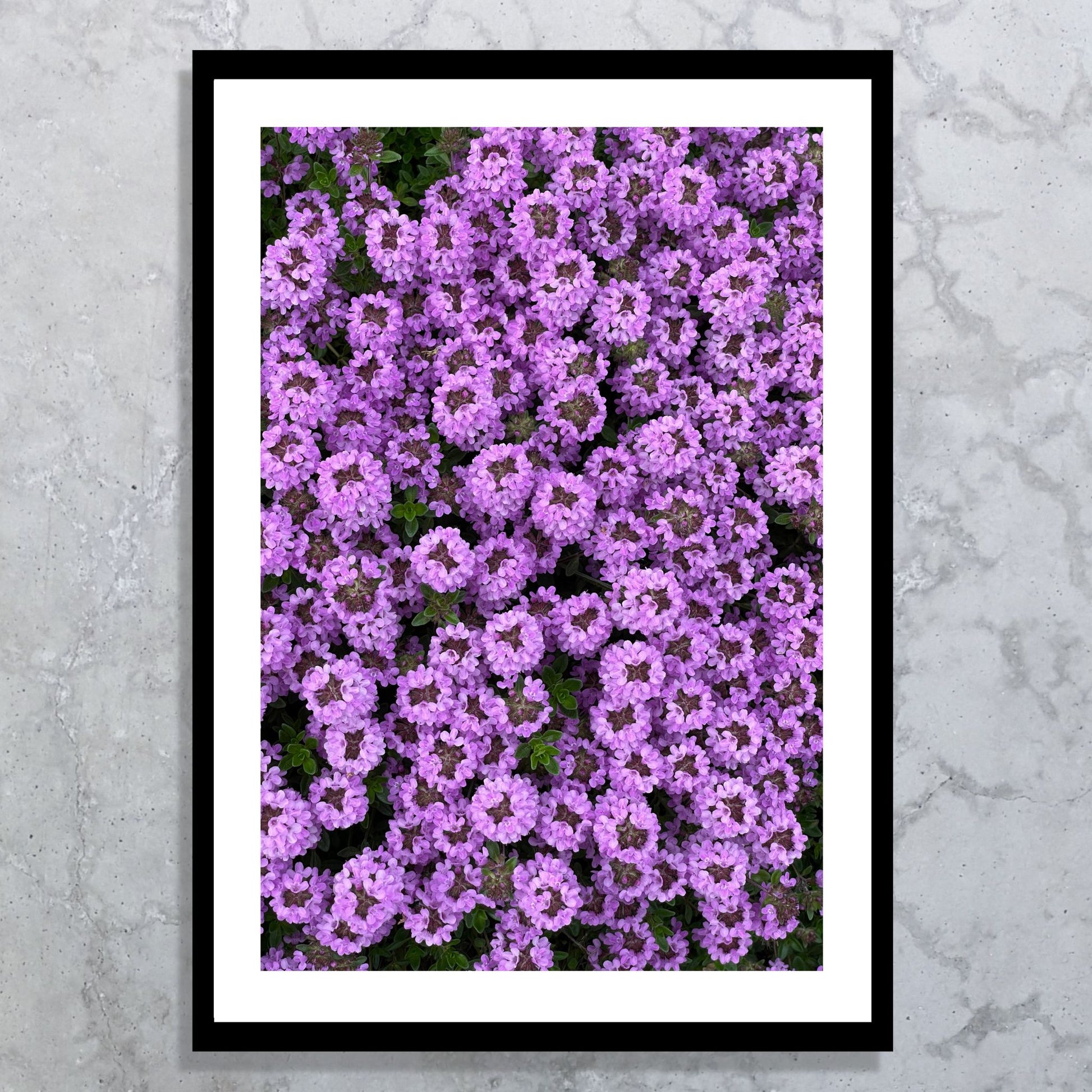 Sitrontimmian med lilla blomster på plakat med hvit kant rundt. Bildet er innrammet i sort ramme og henger på en grå veg..
