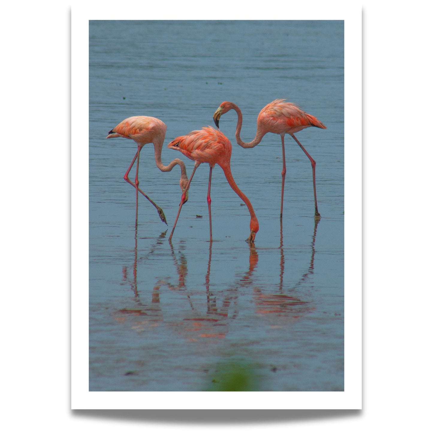 Dette fargerike naturmotivet fanger en gruppe flamingoer i stille vann, med vakre refleksjoner og rolige omgivelser.