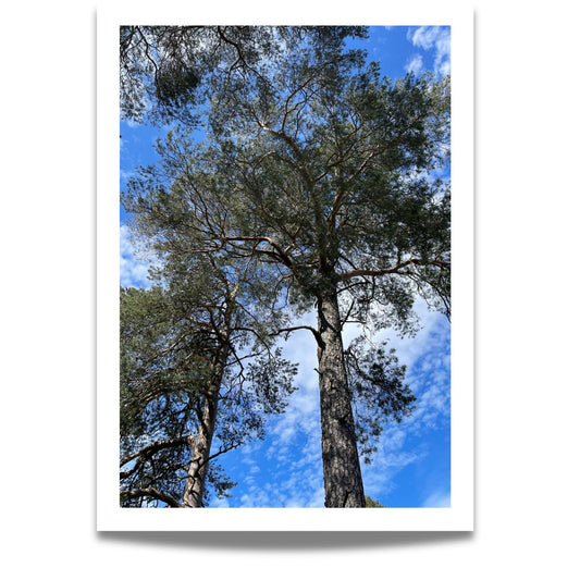 Furu mot Himmel&nbsp;er et storslått naturmotiv sett nedenfra – gamle furutrær reiser seg mot blå himmel og lette skyer.
