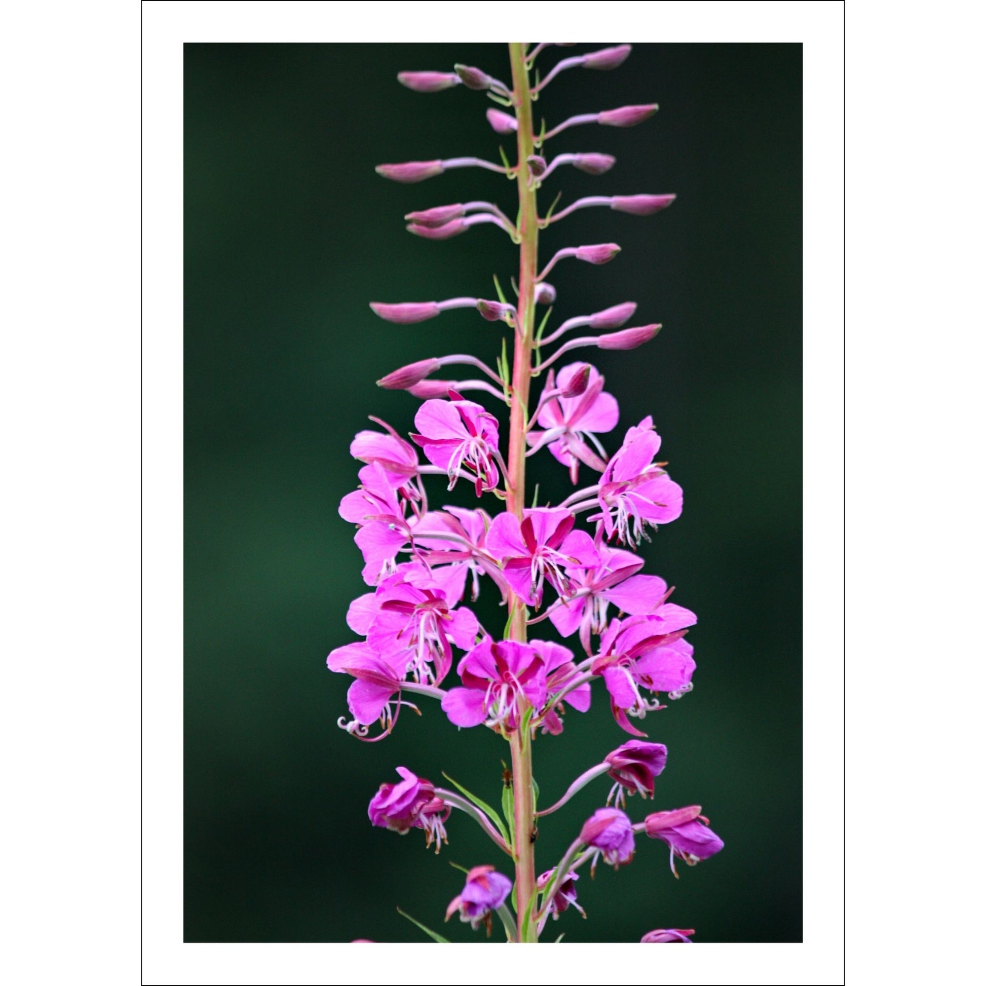 Vakkert motiv av Geiterams - Chamaenerion angustifolium, kjent for sine livlige rosa blomster som pryder landskapet om sommeren.
