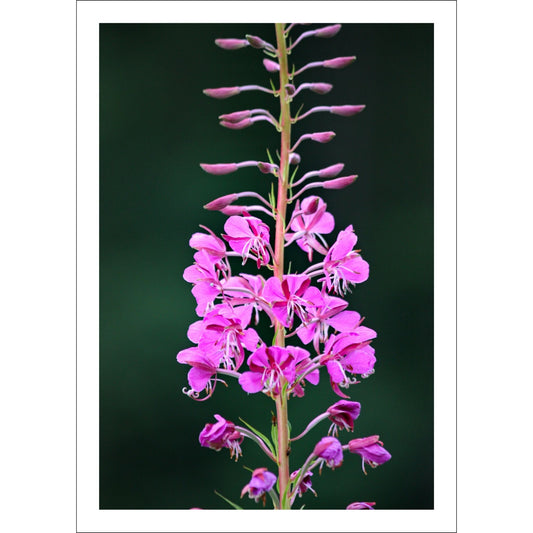 Vakkert motiv av Geiterams - Chamaenerion angustifolium, kjent for sine livlige rosa blomster som pryder landskapet om sommeren.