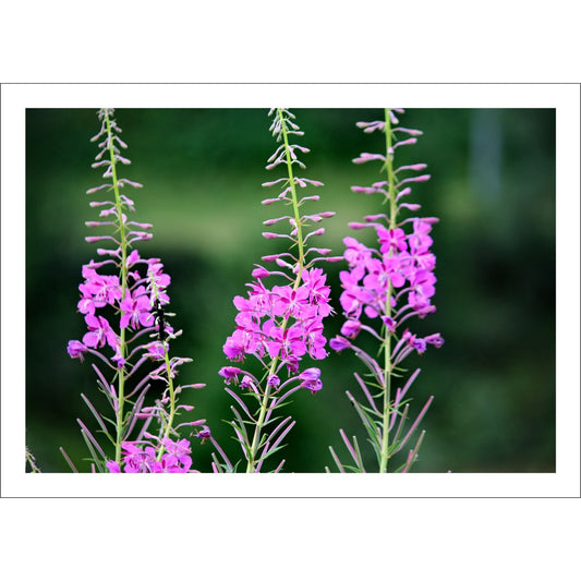 Vakkert motiv av Geiterams - Chamaenerion angustifolium, kjent for sine livlige rosa blomster som pryder landskapet om sommeren. 