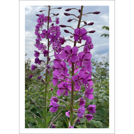 Vakkert motiv av Geiterams - Chamaenerion angustifolium, kjent for sine livlige rosa blomster som pryder landskapet om sommeren. 