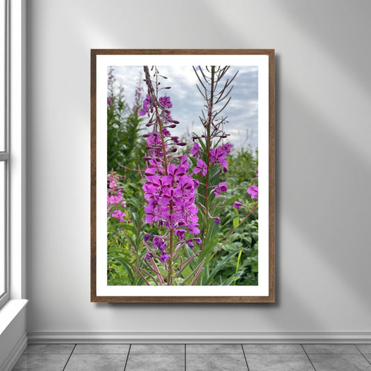Vakkert motiv av Geiterams - Chamaenerion angustifolium, kjent for sine livlige rosa blomster som pryder landskapet om sommeren. Illustrasjonsfoto viser motivet som plakat i en brun ramme.