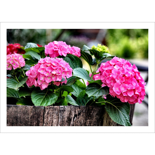 Gi hjemmet ditt et friskt og fargerikt preg med denne nydelige plakaten eller lerretet som viser Hortensia i full blomst. 