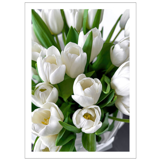 Fotografi av bukett med hvite tulipaner.