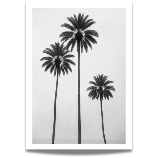 Minimalistisk svart-hvitt-motivet av tre majestetiske palmer langs stranden som skaper en tidløs og avslappende atmosfære. 