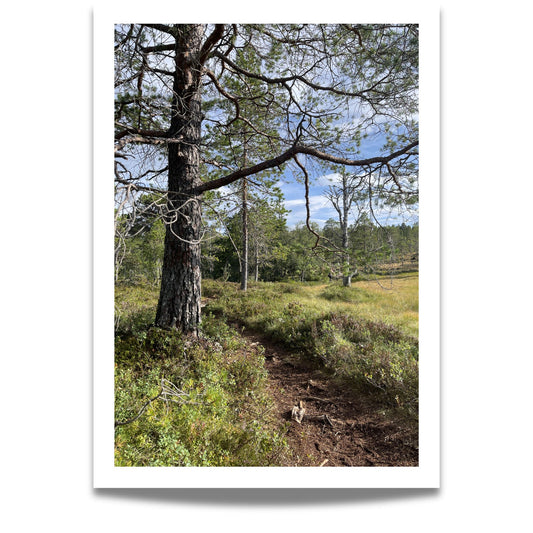 Langs Furustien er et stemningsfullt naturmotiv som leder blikket innover i skogens lune ro. 