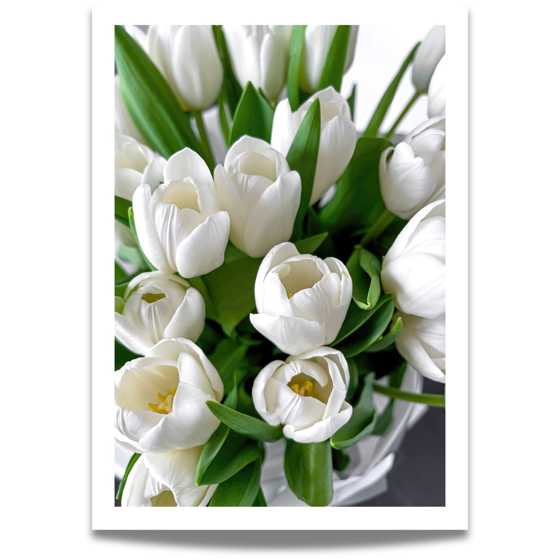 Denne grafiske illustrasjonen fanger essensen av den majestetiske tulipanen i full blomst, og bringer en følelse av friskhet og eleganse til ethvert rom.