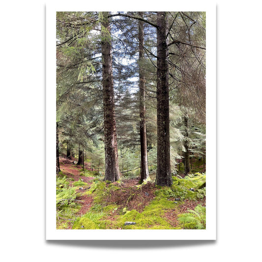 Barskogens Stillhet er et stille, meditativt plakatmotiv fra dypet av trøndersk barskog.