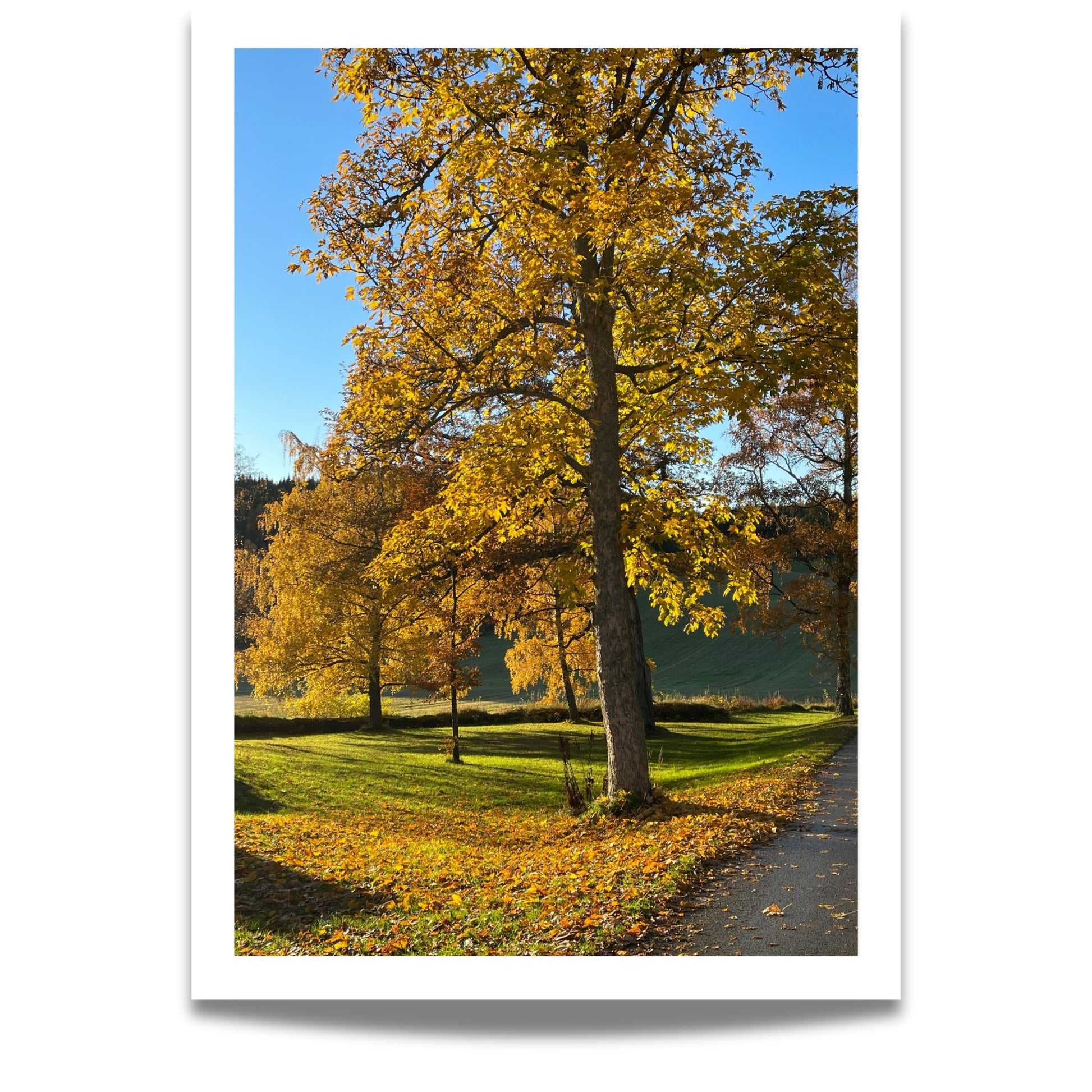 På dette plakatmotivet stråler sollyset gjennom trekronene og bader løvet i gyllen glød, mens stien leder blikket innover i landskapet. Et varmt og harmonisk naturmotiv som gir rommet ditt både dybde og ro.