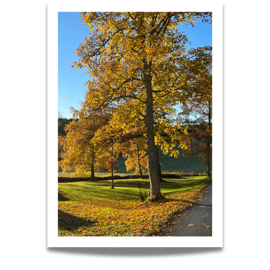 På dette plakatmotivet stråler sollyset gjennom trekronene og bader løvet i gyllen glød, mens stien leder blikket innover i landskapet. Et varmt og harmonisk naturmotiv som gir rommet ditt både dybde og ro.
