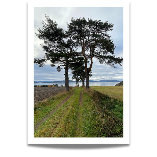 Dette motivet fra Inderøy Kultursti ved Trondheimsfjorden viser et åpent landskap hvor en gressvei slynger seg mellom stolte furutrær og jorder – med fjorden som åpen horisont i det fjerne.