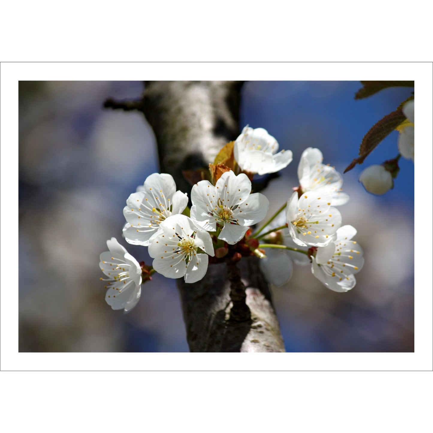 Bring naturens skjønnhet inn i hjemmet ditt med denne delikate plakaten eller lerretet som viser en vakker gren med kirsebærblomster i full blomst.