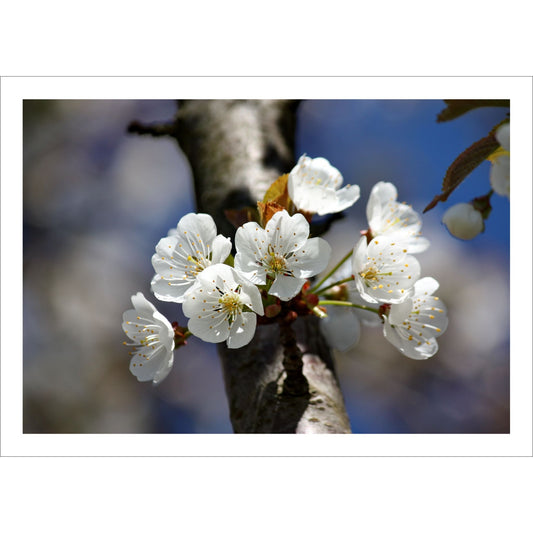 Bring naturens skjønnhet inn i hjemmet ditt med denne delikate plakaten eller lerretet som viser en vakker gren med kirsebærblomster i full blomst.
