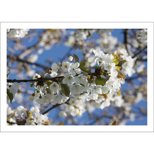 Bring naturens skjønnhet inn i hjemmet ditt med denne delikate plakaten eller lerretet som viser en vakker gren med kirsebærblomster i full blomst.