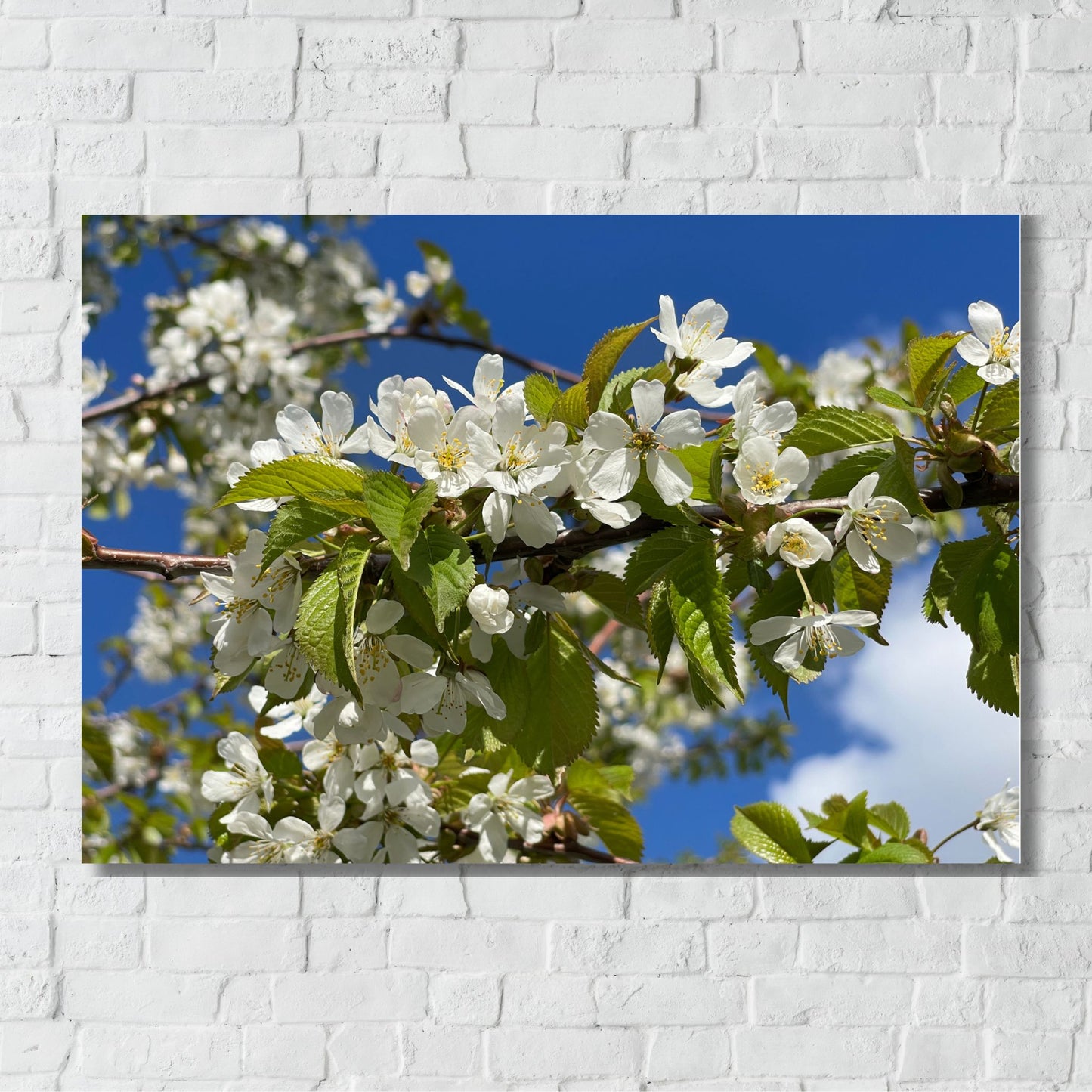 Bring naturens skjønnhet inn i hjemmet ditt med denne delikate plakaten eller lerretet som viser en vakker gren med kirsebærblomster i full blomst. Illustrasjonsfoto viser motivet på lerret.