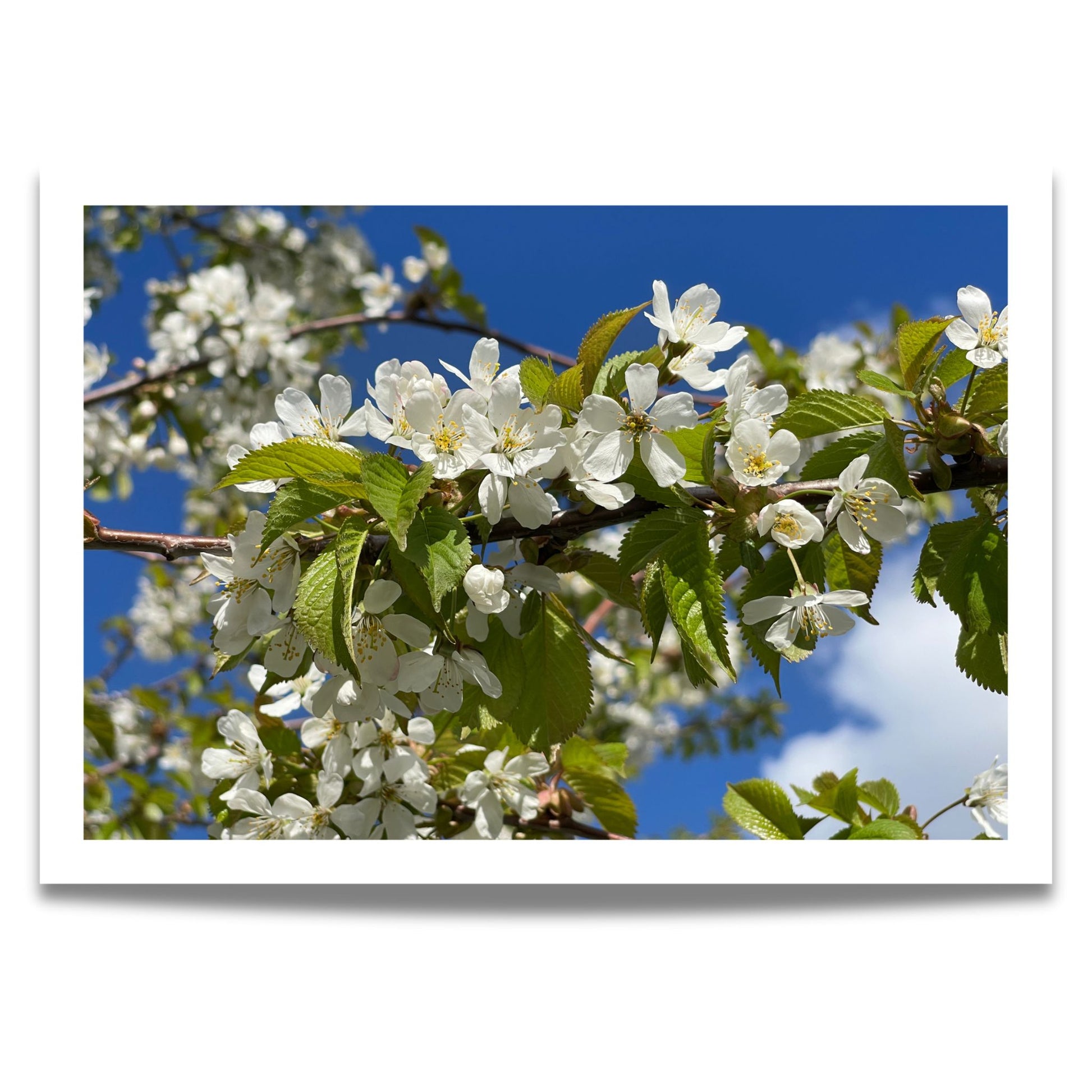 Bring naturens skjønnhet inn i hjemmet ditt med denne delikate plakaten eller lerretet som viser en vakker gren med kirsebærblomster i full blomst.