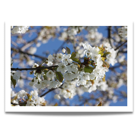 Bring naturens skjønnhet inn i hjemmet ditt med denne delikate plakaten eller lerretet som viser en vakker gren med kirsebærblomster i full blomst.