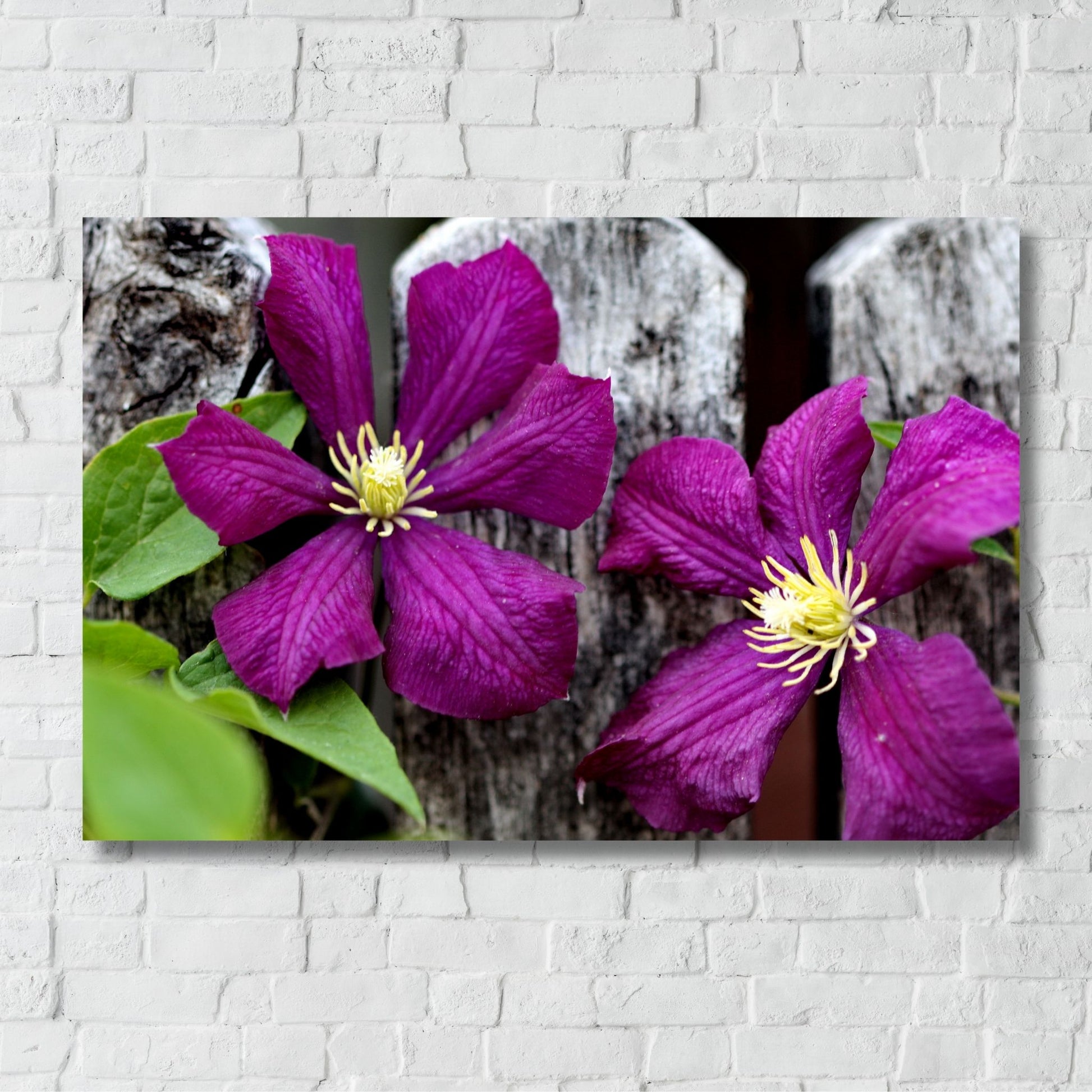 Gi interiøret ditt et friskt og naturlig preg med denne vakre plakaten eller lerretet som viser den elegante blomsten Klematis Étoile Violette i dyp lilla nyanse. Illustrasjonsfotoo viser motivet på lerret.