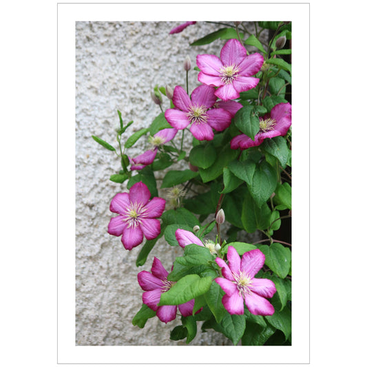 Oppdag skjønnheten til Klematis "Ville De Lyon" med våre unike plakater og lerret Denne vakre blomsten, kjent for sine imponerende røde og rosa nyanser, er et fantastisk tilskudd til ethvert rom.