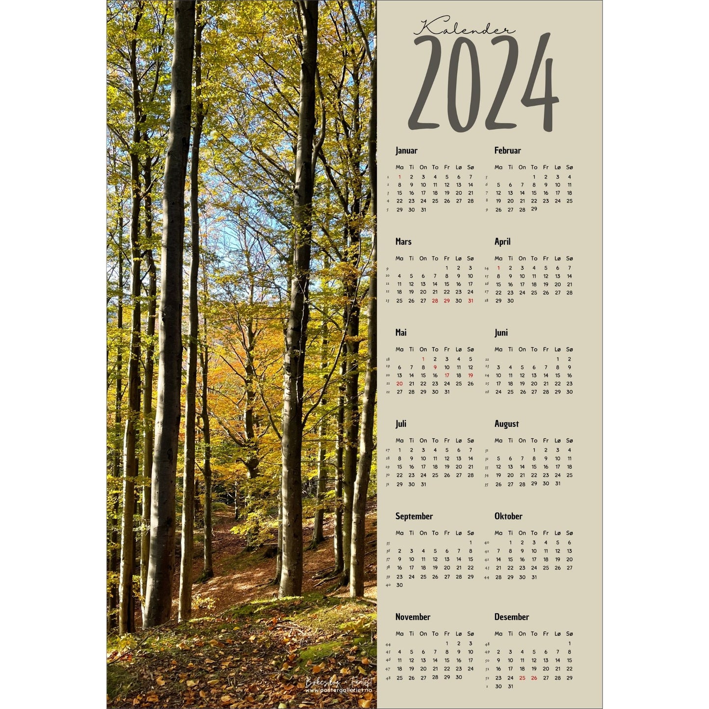 Kalender 2024 i grafisk print med fotomotiv. Halve vertikale side har et fotomotiv av en bøkeskog i høstfarger. Den andre halvdelen er påført 12 måneder med ukenummer og anmerket høytidsdager. 