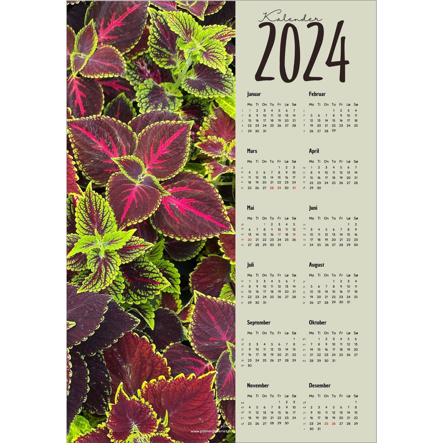 Kalender 2024 i grafisk print med fotomotiv. Halve vertikale side har et fotomotiv av en Coleus plante. Den andre halvdelen er påført 12 måneder med ukenummer og anmerket høytidsdager.