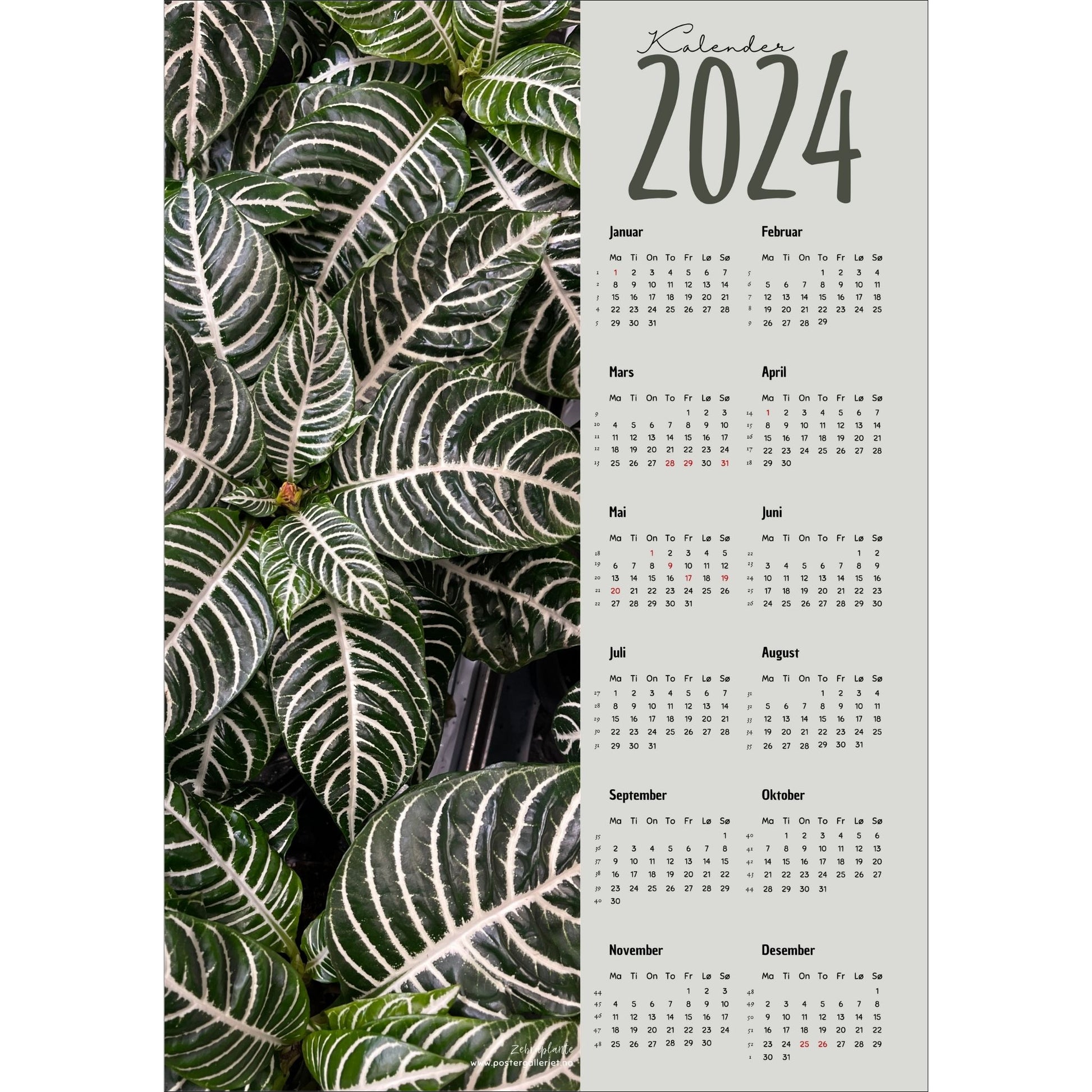Kalender 2024 i grafisk print med fotomotiv. Halve vertikale side har et fotomotiv av en Zebra grønnplante. Den andre halvdelen er påført 12 måneder med ukenummer og anmerket høytidsdager. 