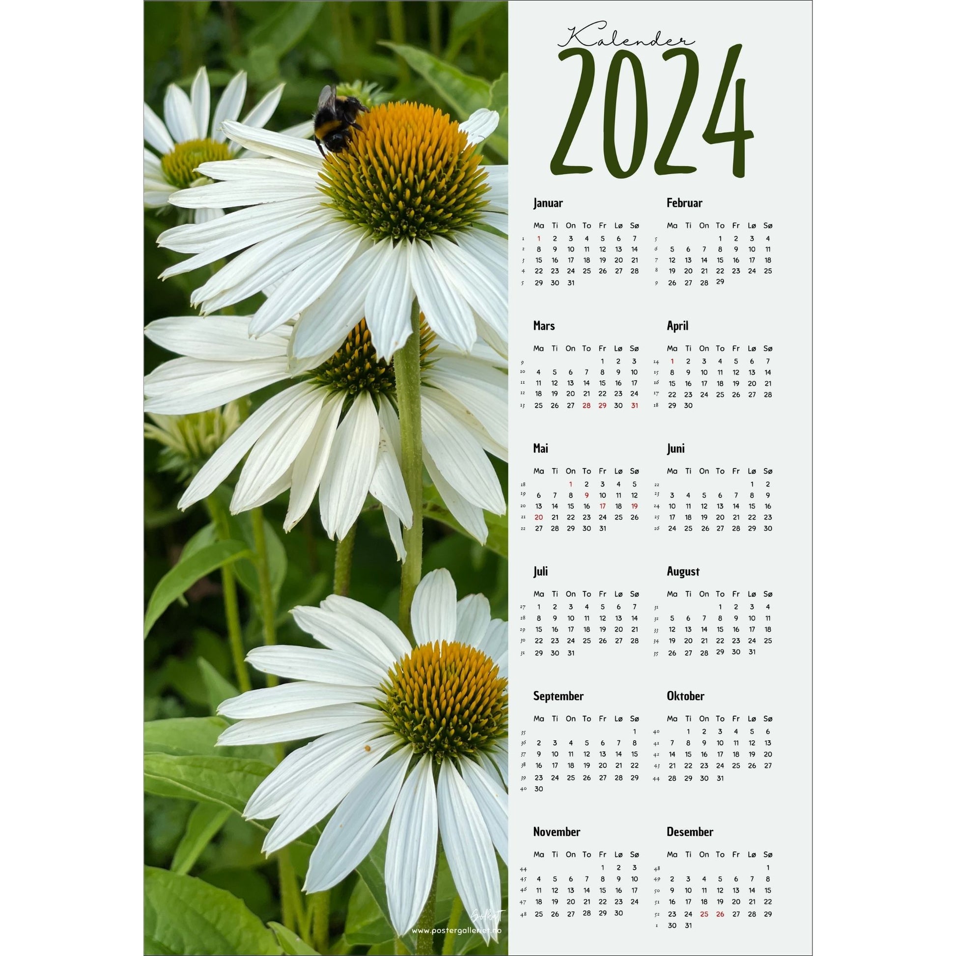 Kalender 2024 i grafisk print med fotomotiv. Halve vertikale side er et fotografi av hvite Solhatt blomster. Den andre halvdelen er påført 12 måneder med ukenummer og anmerket høytidsdager. 