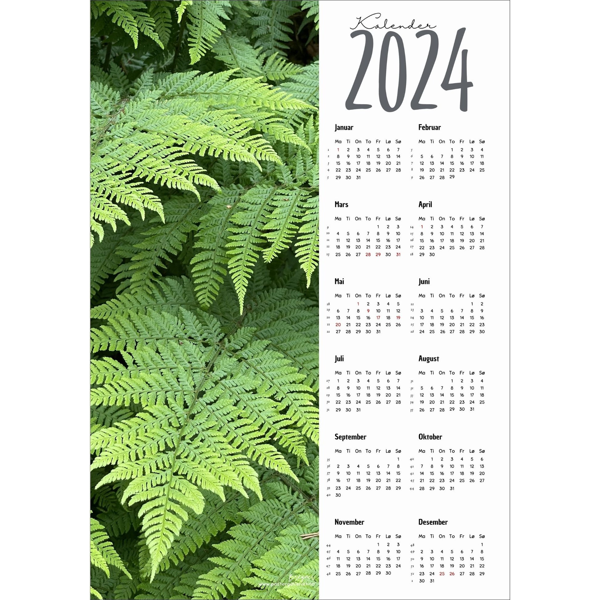 Kalender 2024 i grafisk print med fotomotiv. Halve vertikale side er et fotografi av en vakker og frodig skogsbregne. Den andre halvdelen er påført 12 måneder med ukenummer og anmerket høytidsdager. 