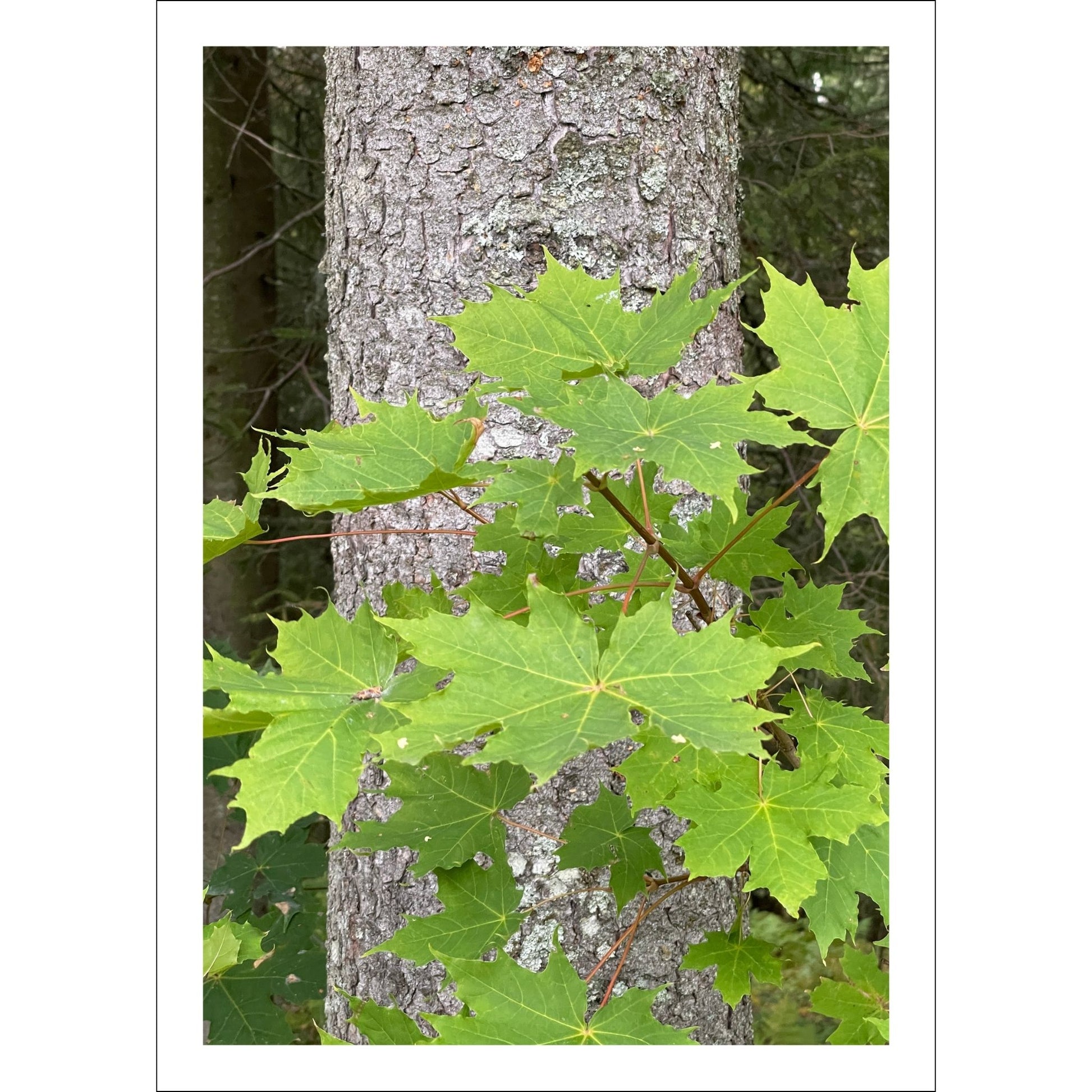 Fyll hjemmet ditt med naturens detaljerte skjønnhet med denne plakaten eller lerretet som fanger et nærbilde av friske, grønne lønneblader mot en bakgrunn av trestammen.