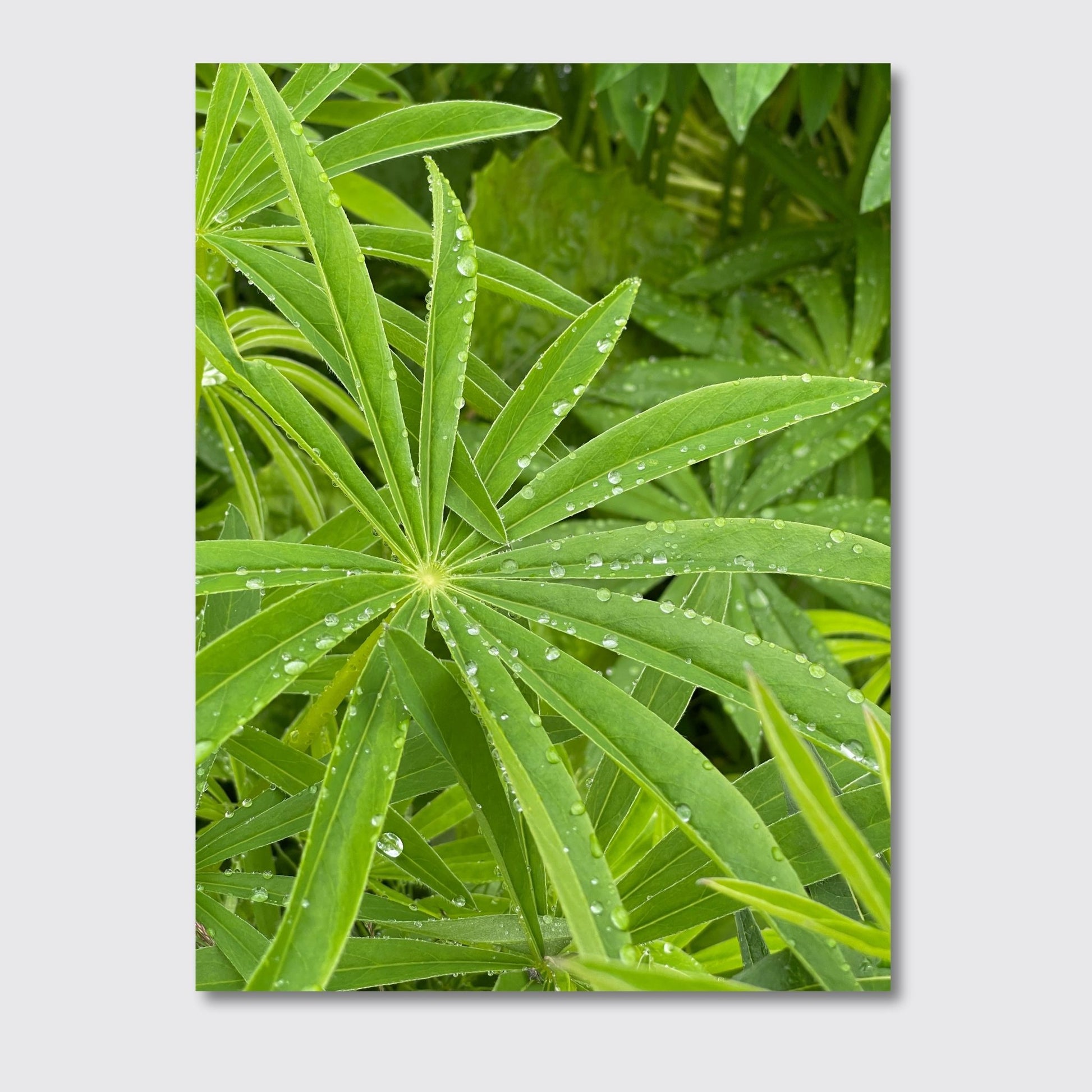 Bring naturens skjønnhet inn i ditt hjem med vår unike Lupin Blader plakat og lerret. Illustrasjonsfoto viser motivet på lerret.