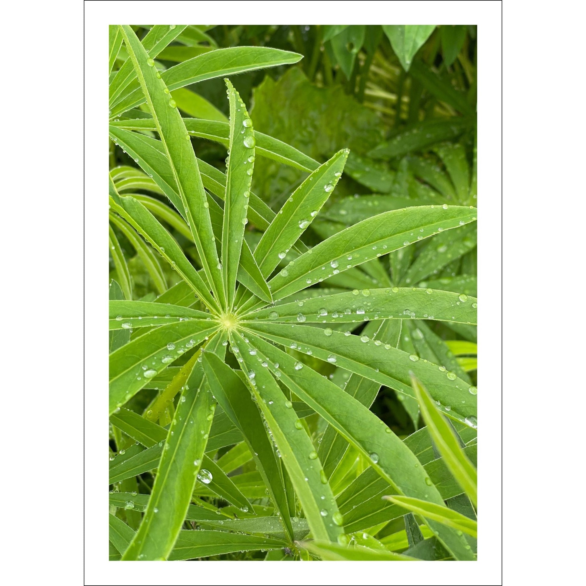 Bring naturens skjønnhet inn i ditt hjem med vår unike Lupin Blader plakat og lerret.