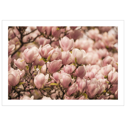 Fotografi av et Magnolia tre i full blomstring, med delikate rosa blomster.