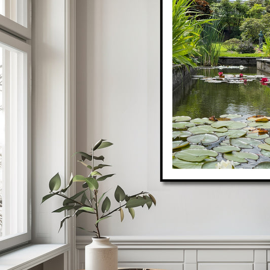 Fotografi av en hvit vannlilje i Musèhagen, Bergen. Illustrasjonsfoto viser motivet som plakat i sort ramme.