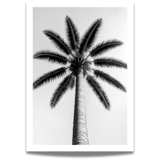 Stilren svart-hvitt-motivet av en palme sett nedenfra skaper en imponerende visuell effekt, perfekt for deg som elsker skandinavisk design og tidløse kontraster. 