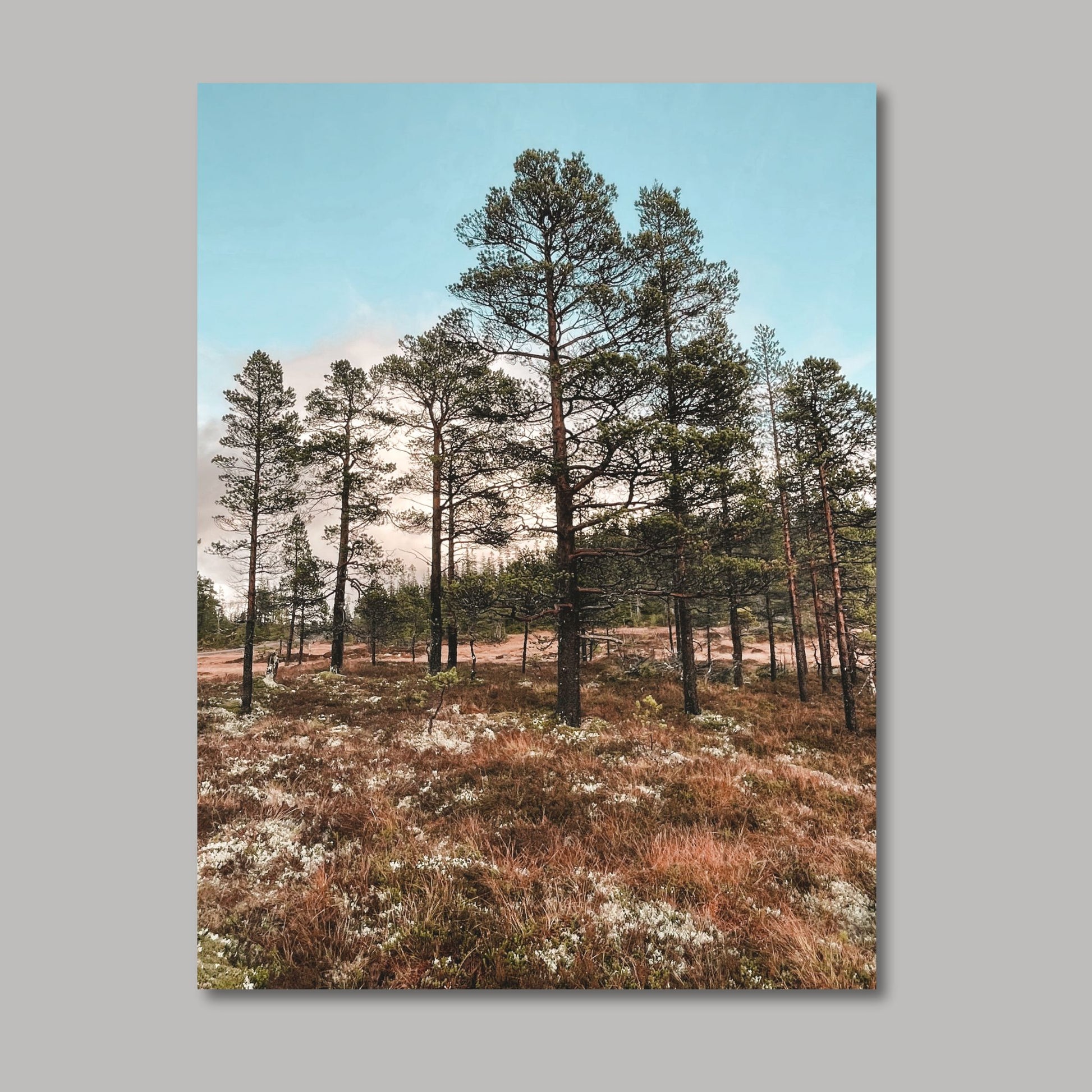 Ta naturen inn i rommet med plakat av norsk natur! Nå kan du dekorere veggen din med høstbilder fra Fergeli i Trøndelag. Sviller for å gå på i myra- Høstfarget grass, fjell og skog i bakkant av bildet. Illustrasjonsfoto viser motivet på lerret.