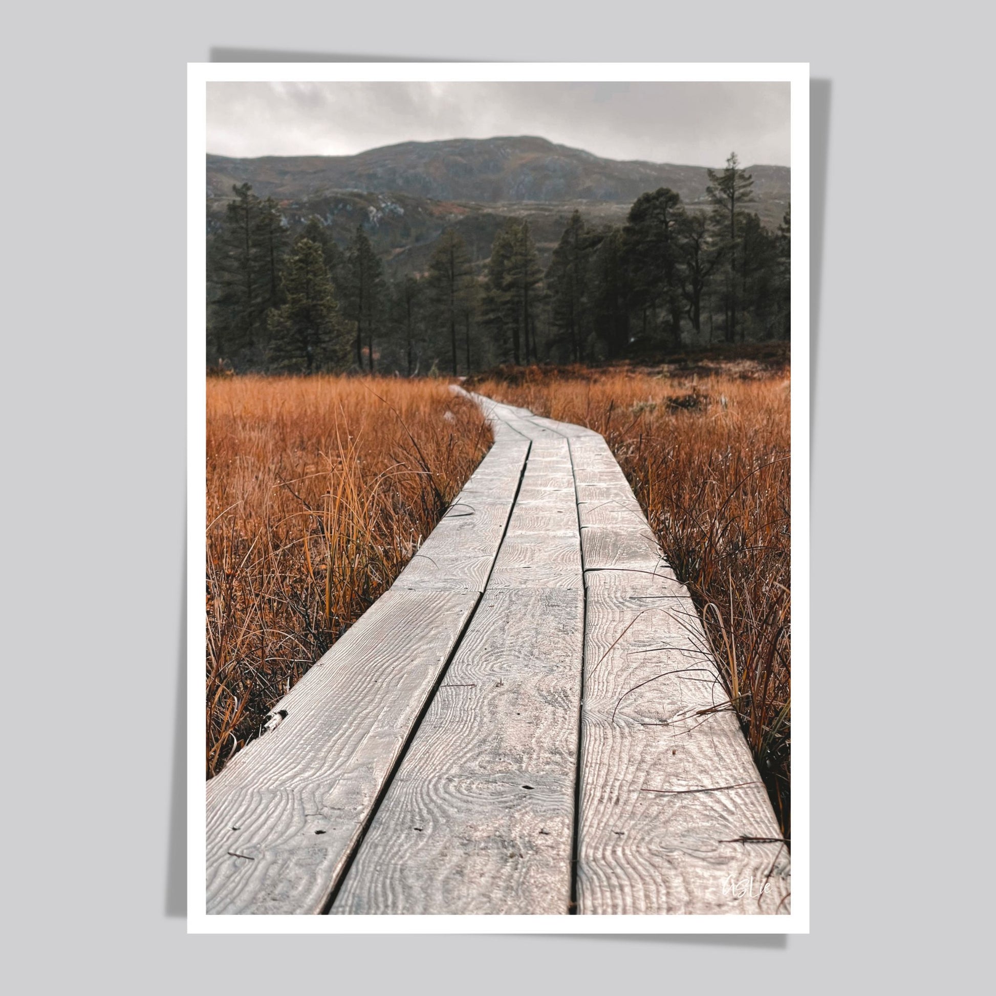 Ta naturen inn i rommet med plakat av norsk natur! Nå kan du dekorere veggen din med høstbilder fra Fergeli i Trøndelag. Sviller for å gå på i myra- Høstfarget grass, fjell og skog i bakkant av bildet..