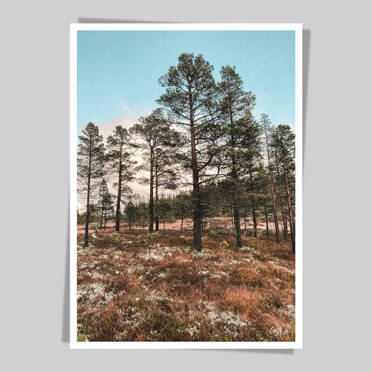 Ta naturen inn i rommet med plakat av norsk natur! Nå kan du dekorere veggen din med høstbilder fra Fergeli i Trøndelag. Motiv av myr i høstfarger, hvit reinsmose og furutrær. Blå himmel i bakgrunnen.