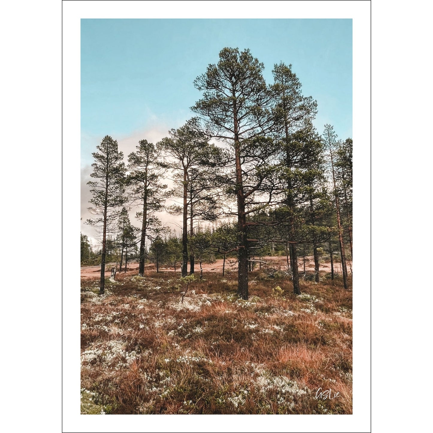 Ta naturen inn i rommet med plakat av norsk natur! Nå kan du dekorere veggen din med høstbilder fra Fergeli i Trøndelag. Sviller for å gå på i myra- Høstfarget grass, fjell og skog i bakkant av bildet. 