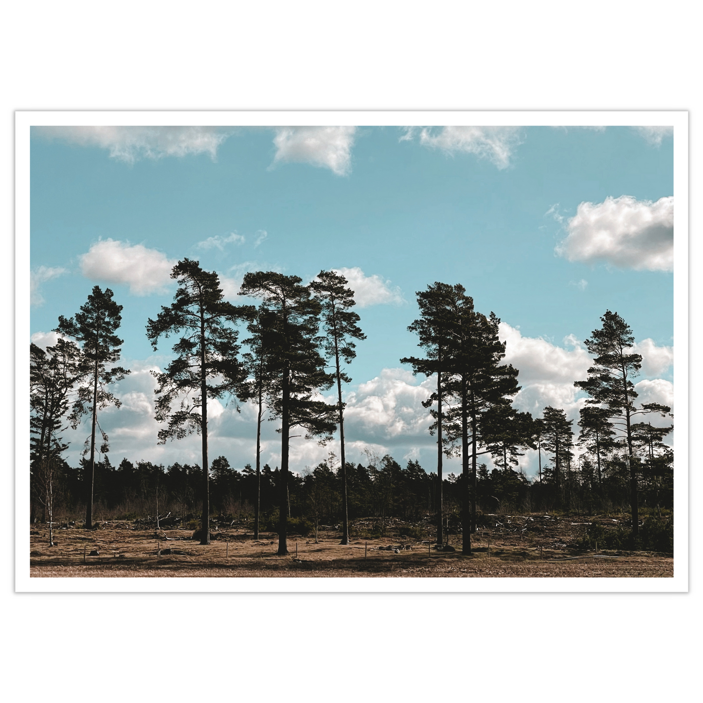 Blå himmel og truende skyer skaper spektakulære rammer i omgivelsene ved Spetalen. Vakker natur med furutrær.