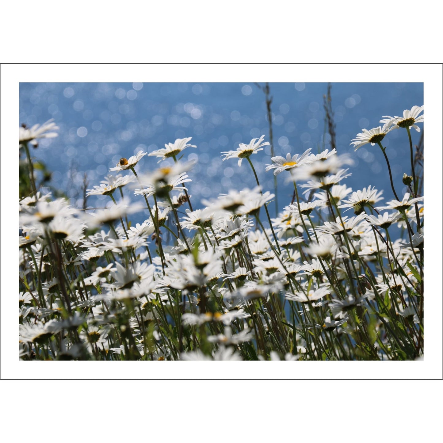 Dette fotografiet viser Prestekrageblomster med sine strålende hvite kronblad og solgule senter. 