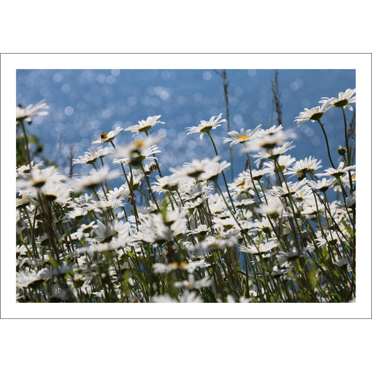 Dette fotografiet viser Prestekrageblomster med sine strålende hvite kronblad og solgule senter. 