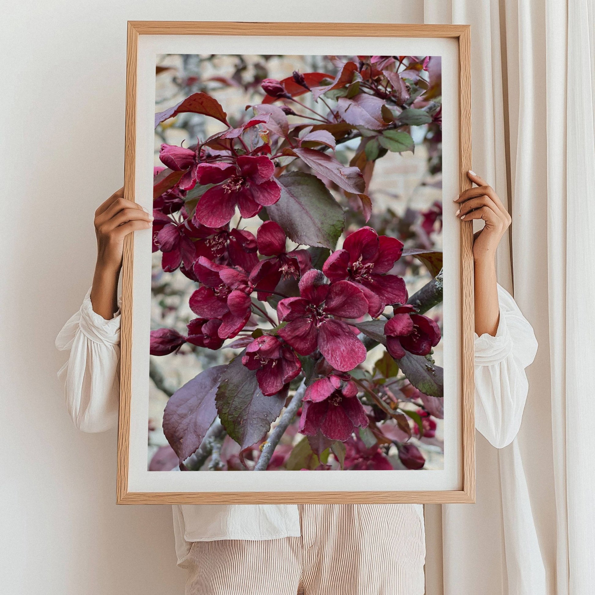 Et botanisk fotografi som virkelig fanger blikket – Rødbladet Prydeple er et uttrykksfullt bilde av blomstrende grener med dype røde blomster og mørkt bladverk. Illustrasjon viser motivet som plakat med hvit kantlinje i eik ramme.