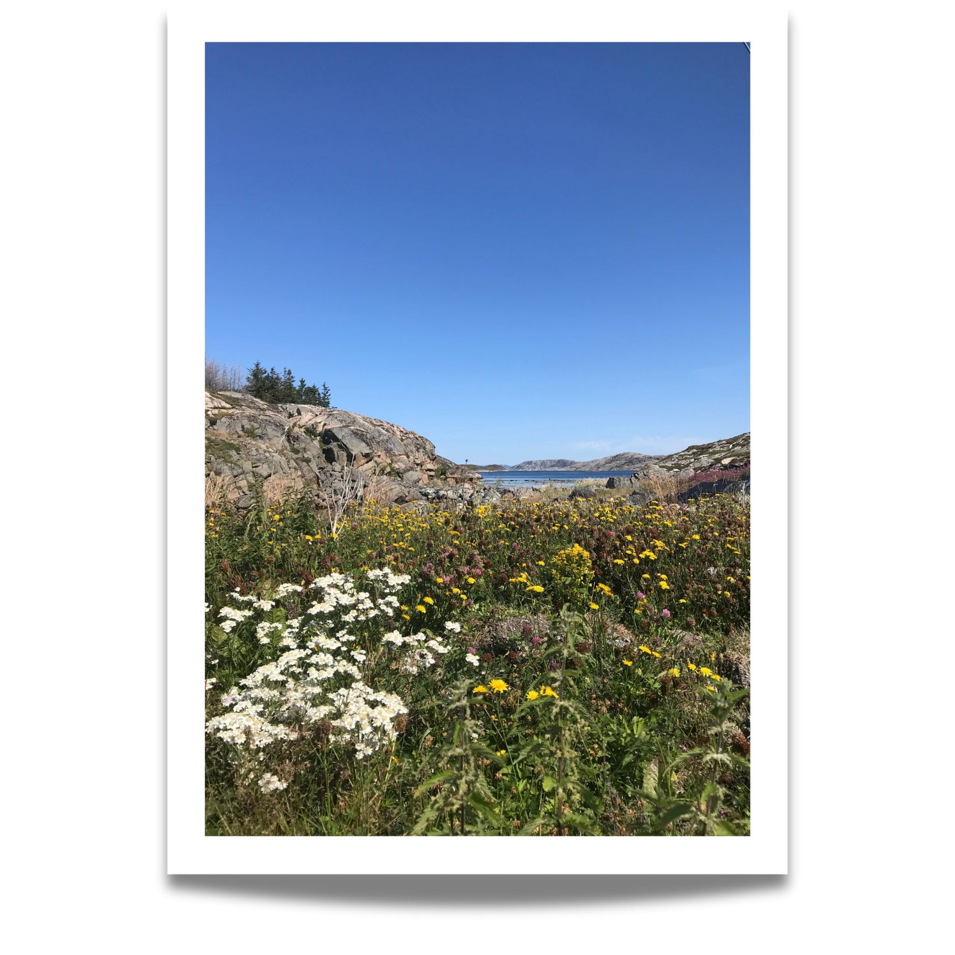 Dette bildet balanserer blomstrende detaljer i forgrunnen med fjell, himmel og sjø i horisonten – en harmonisk blanding av liv og landskap. 
