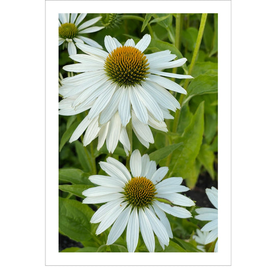 Hvit solhatt i full blomstring. Motivet er dekorativt både som plakat og på lerret. 