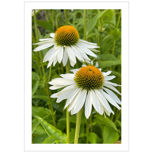 Hvit solhatt i full blomstring. Motivet er dekorativt både som plakat og på lerret. 