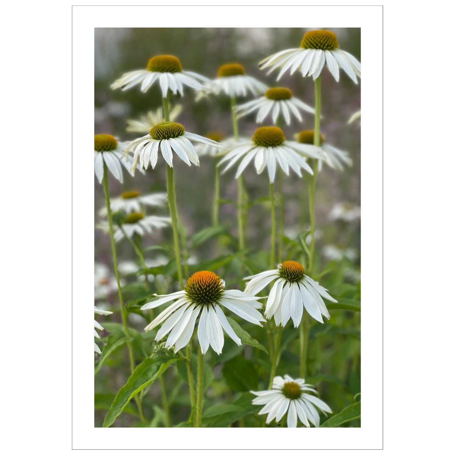 Hvit solhatt i full blomstring. Motivet er dekorativt både som plakat og på lerret.