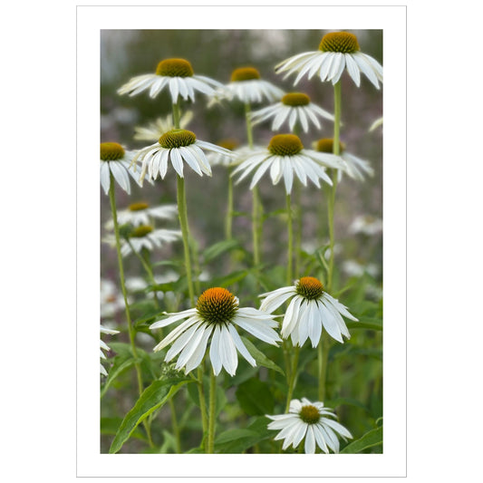 Hvit solhatt i full blomstring. Motivet er dekorativt både som plakat og på lerret.